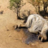 蓝藻细菌导致数百头大象死亡 蓝藻产生的水中毒素