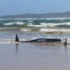 澳大利亚海滩数百头鲸鱼搁浅 事件仍属罕见