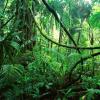印尼正把环境进行商业化这可能为其雨林带来灾难性的后果